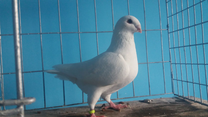 Vandut - 5-AMERICANI PUI 2017