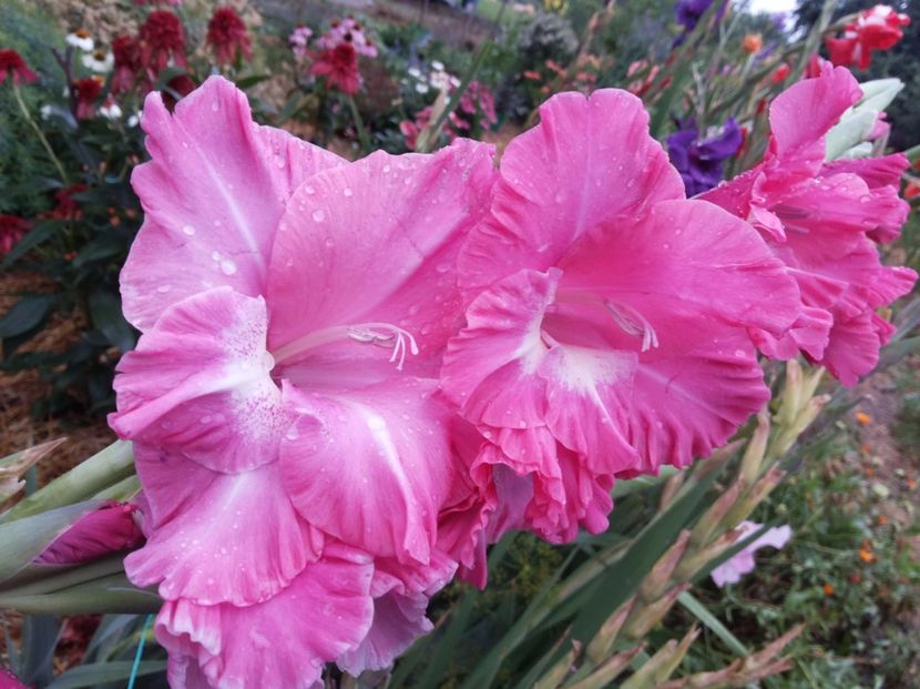 Gladiola - Gradina Magura -Teleorman 2017