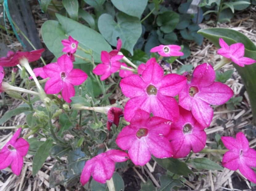 Regina noptii pink - Gradina Magura -Teleorman 2017