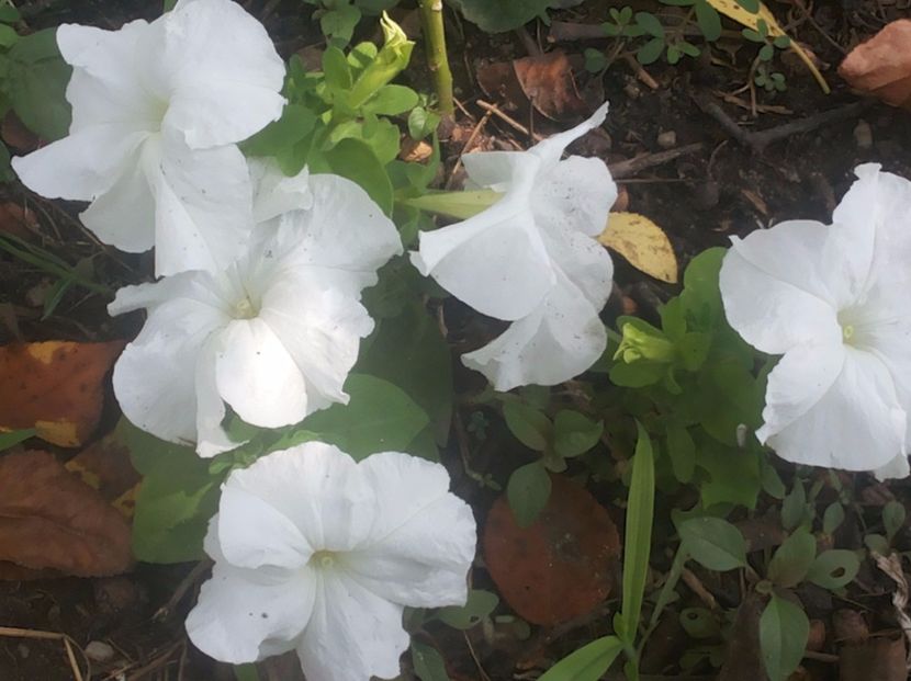 Petunie alba - Gradina Magura -Teleorman 2017