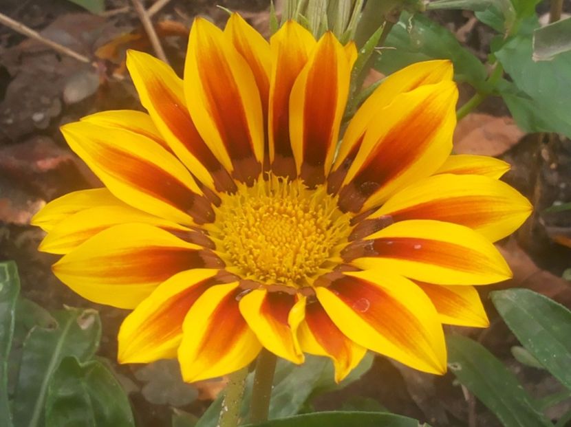 Gazanie - Gradina Magura -Teleorman 2017