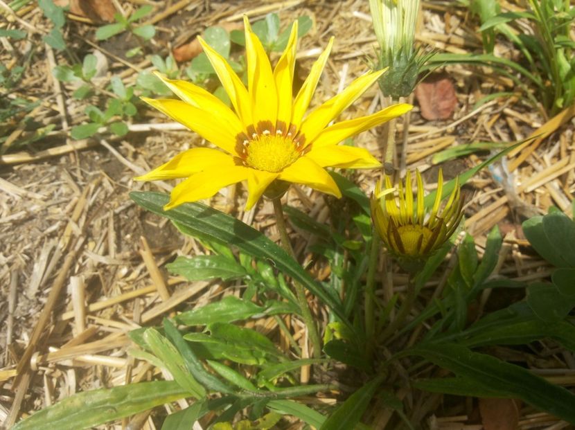  - Gradina Magura -Teleorman 2017