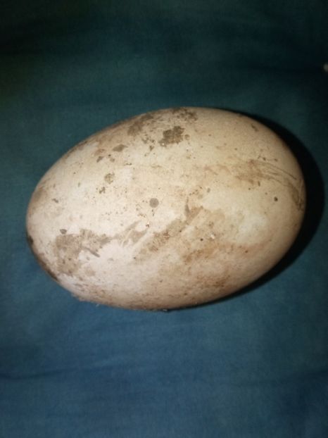 Și baba nu vrea sa se opreasca - B2 - Gaste Africane si Chinezesti