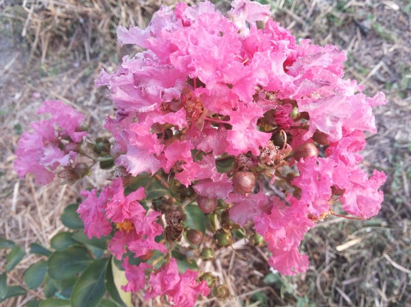 Lagerstroemia indica Rubra - Gradina Magura -Teleorman 2017