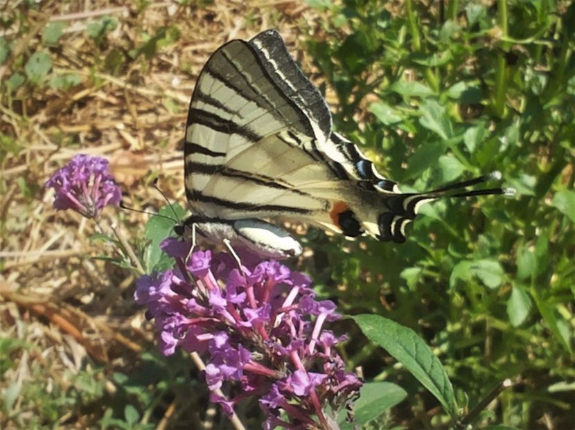 Liliac de vara-Buddleja davidii - Gradina Magura -Teleorman 2017