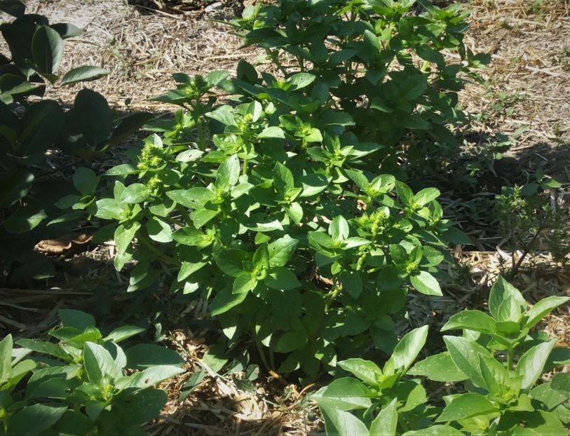 Busuioc lamaie - Gradina Magura -Teleorman 2017