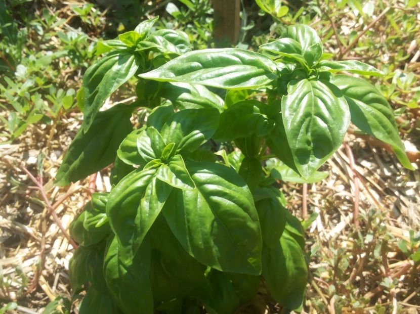 Busuioc genovez - Gradina Magura -Teleorman 2017