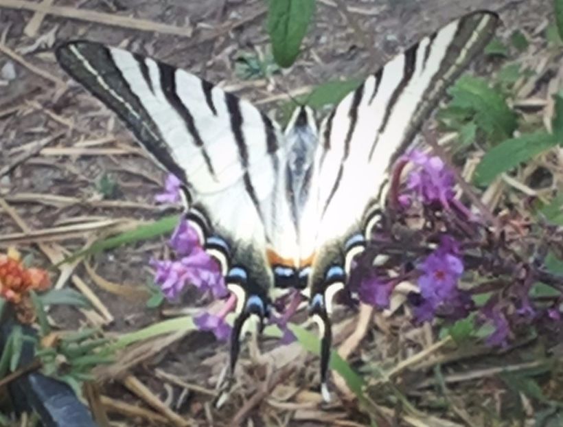 Fluture randunica pe Liliacul de vara - Gradina Magura -Teleorman 2017