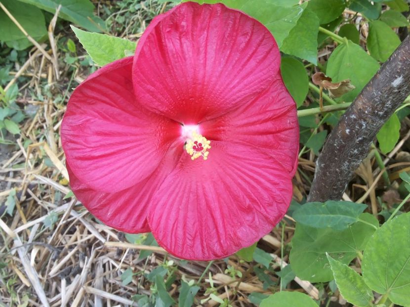 Hibiscus Mscheutos Luna red - Gradina Magura -Teleorman 2017