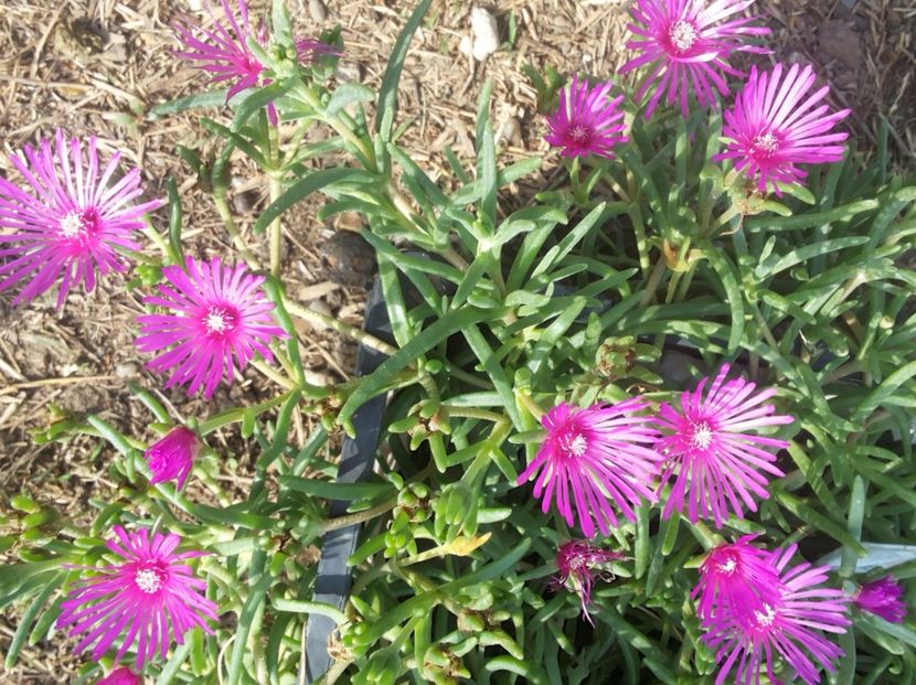 Delosperma Cooperi-Floarea de cristal - Gradina Magura -Teleorman 2017