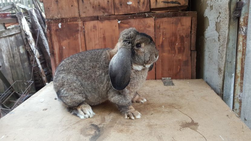  - De vanzare Octombrie