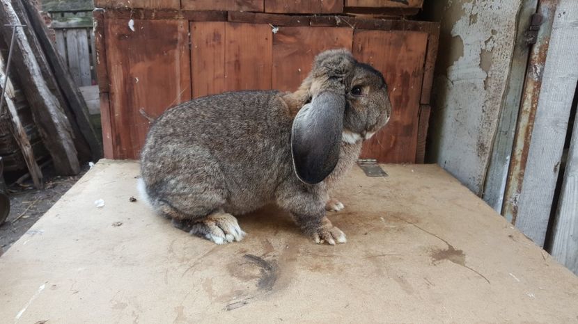  - De vanzare Octombrie