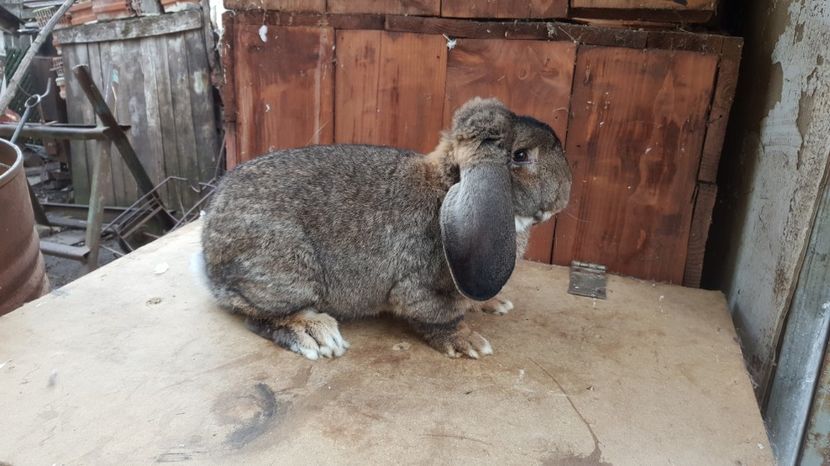  - De vanzare Octombrie