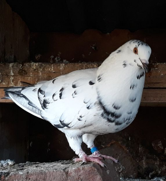 Femela - 2017_Tineret