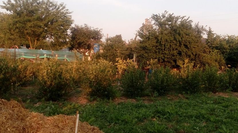 Aronia 22.06.2017. - Arbusti ornamentali fructiferi - Aronia melanocarpa nero Scorus negru