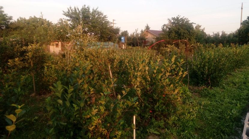 Aronia 22.06.2017 - Arbusti ornamentali fructiferi - Aronia melanocarpa nero Scorus negru