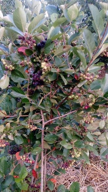  - Arbusti ornamentali fructiferi - Aronia melanocarpa nero Scorus negru
