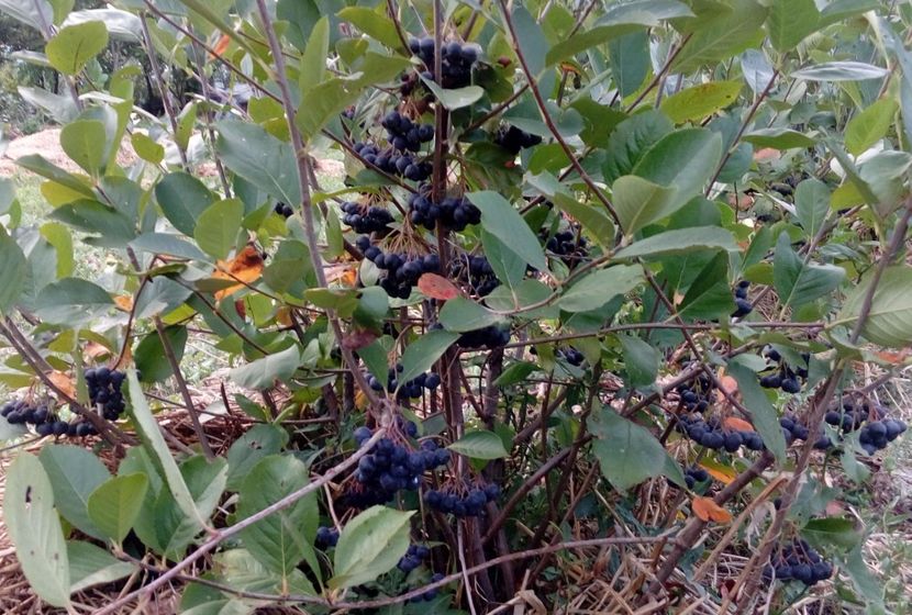  - Arbusti ornamentali fructiferi - Aronia melanocarpa nero Scorus negru