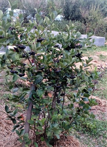  - Arbusti ornamentali fructiferi - Aronia melanocarpa nero Scorus negru