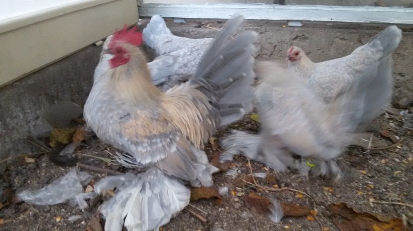  - Mii de flori isabel