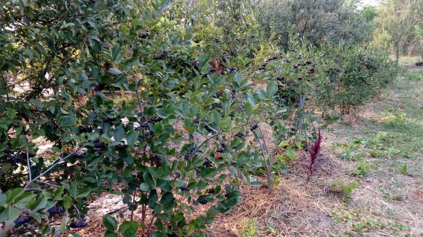  - Arbusti ornamentali fructiferi - Aronia melanocarpa nero Scorus negru