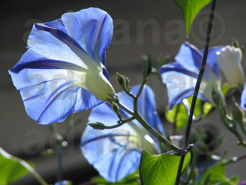  - Zorele - IPOMOEA tricolor Heavenly Blue