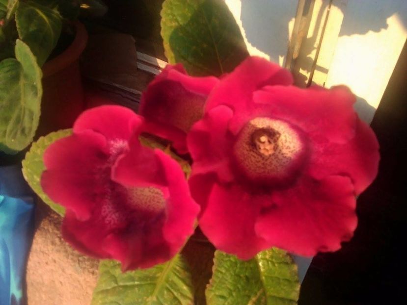 22429184_491035621273346_86475162_o (1) - Flori din balcon