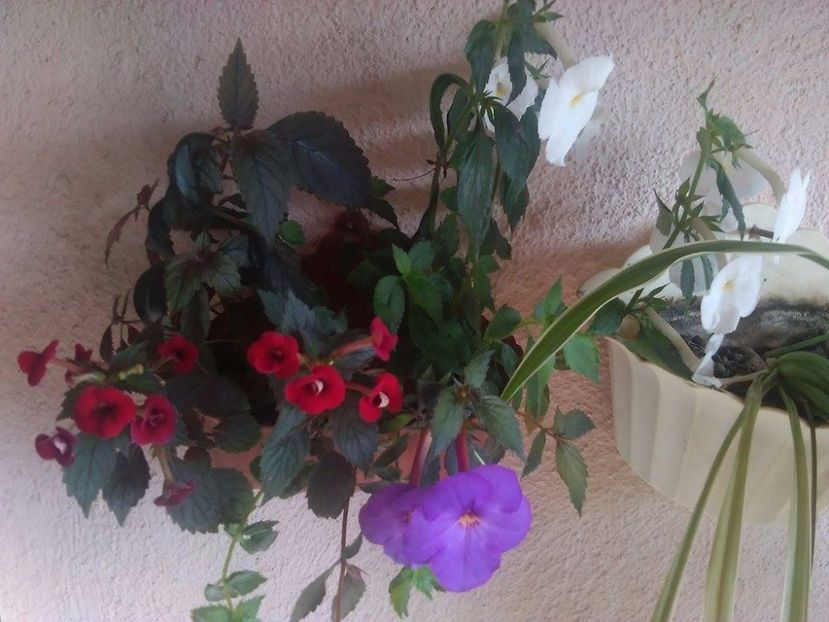 22449533_491365324573709_818261045_o (1) - Flori din balcon