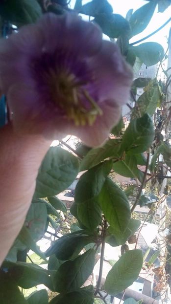 21684677_482052922171616_1762211746_o - Flori din balcon