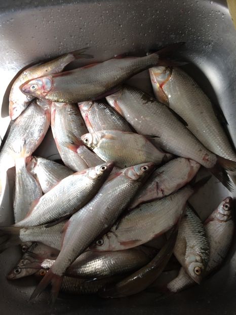 Morunas - 11-Alt hobby