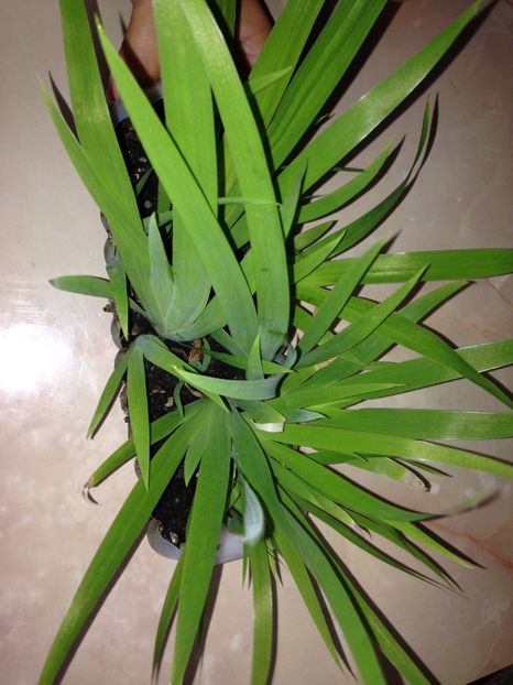 Stanjenei din seminte - FLORILE MELE 2017