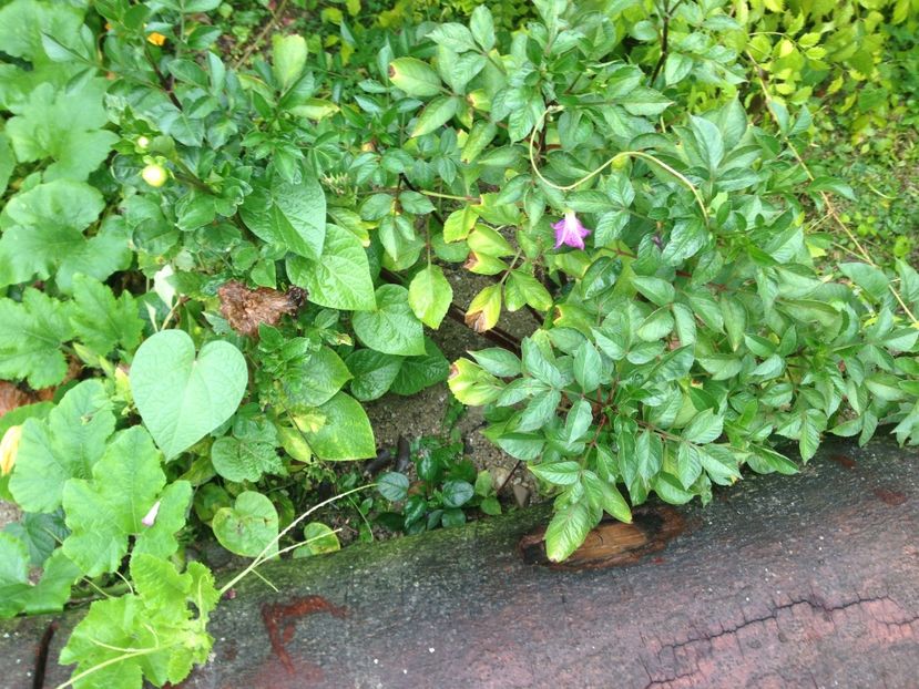 Dalii - FLORILE MELE 2017