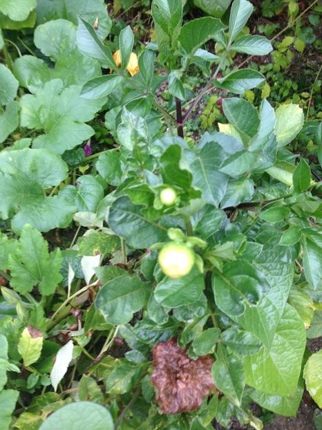 Dalii - FLORILE MELE 2017