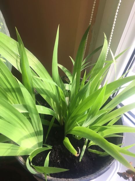 Stanjenei din seminte - FLORILE MELE 2017