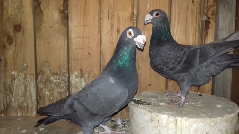 4 - V--MATCA- pt- 2018-2018-----2018---