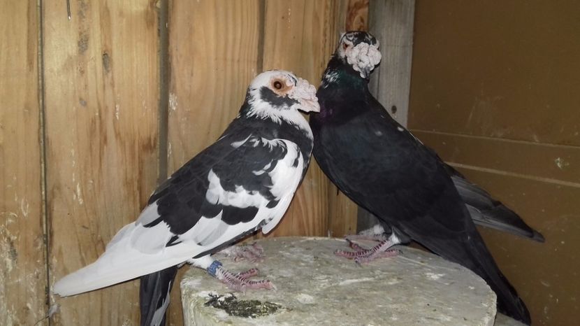 5 - V--MATCA- pt- 2018-2018-----2018---