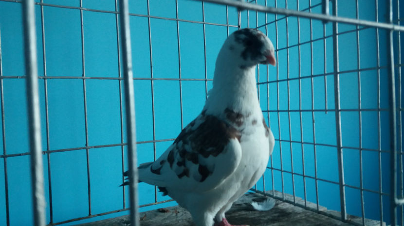 F-2017 - 5-AMERICANI PUI 2017