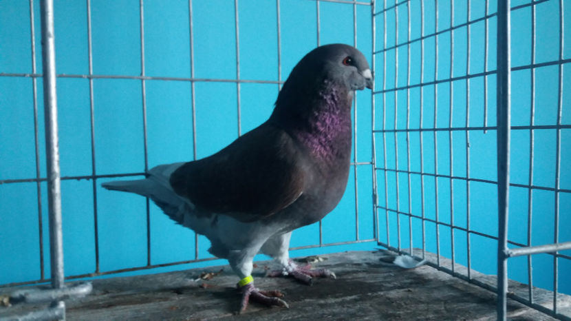 Vandut - 5-AMERICANI PUI 2017