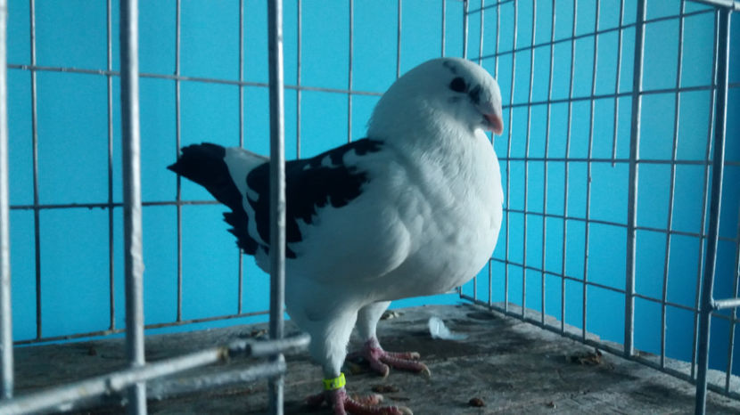 M-2017 - 5-AMERICANI PUI 2017