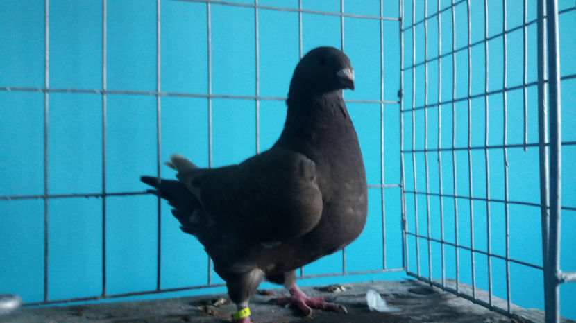 F-2017 - 5-AMERICANI PUI 2017