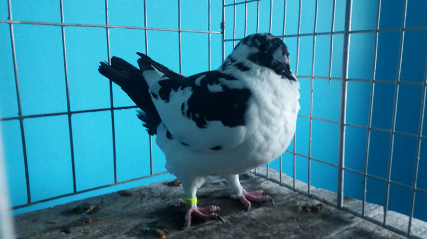 F-2017 - 5-AMERICANI PUI 2017