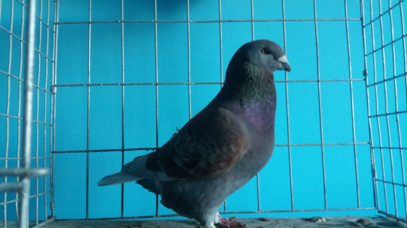 Vandut - 5-AMERICANI PUI 2017