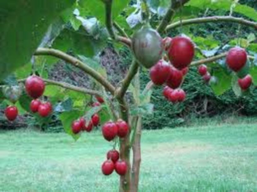  - SEMINTE TAMARILLO ROSU-CYPHOMANDRA BETACEA-COPACUL CU ROSII