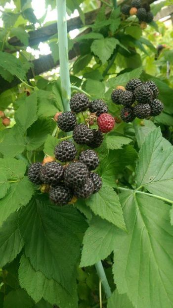 107850729_JDSDARY3 - oferta primavara 2018