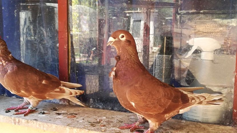  - Rosii de Bucuresti