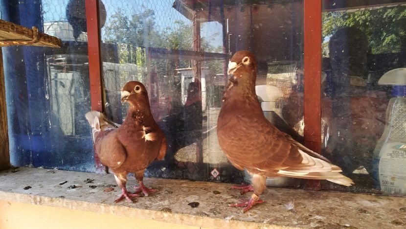  - Rosii de Bucuresti