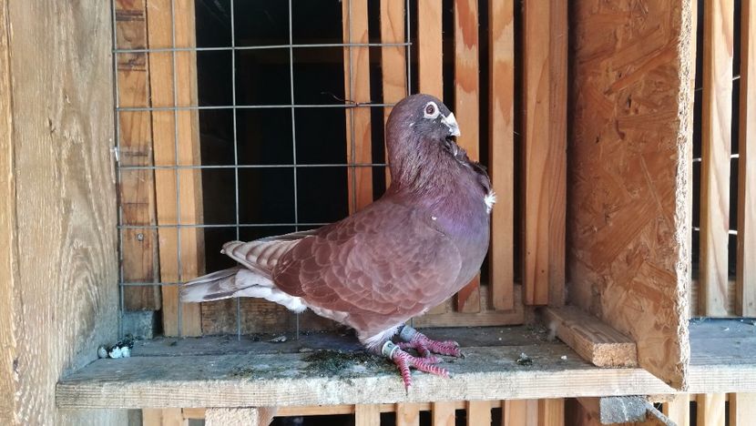  - Rosii de Bucuresti