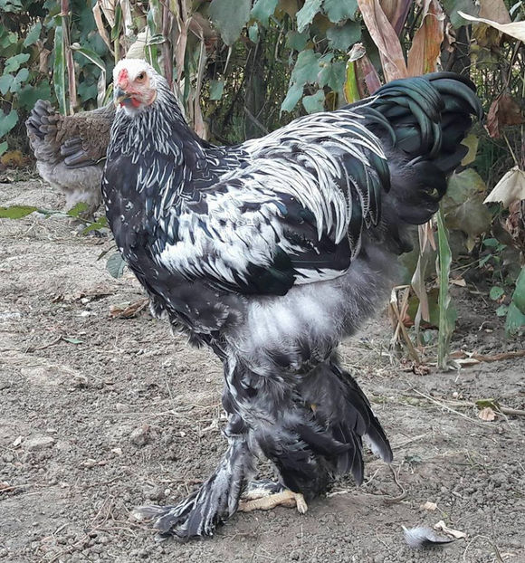  - a__Pui si tineret brahma 2017