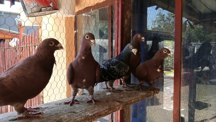  - Rosii de Bucuresti