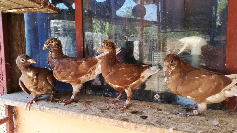  - Rosii de Bucuresti